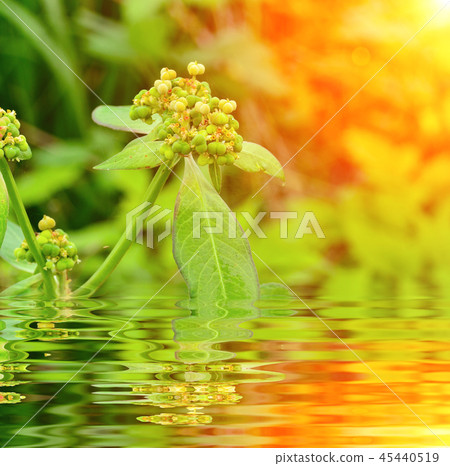 close up grass seed in nature 45440519