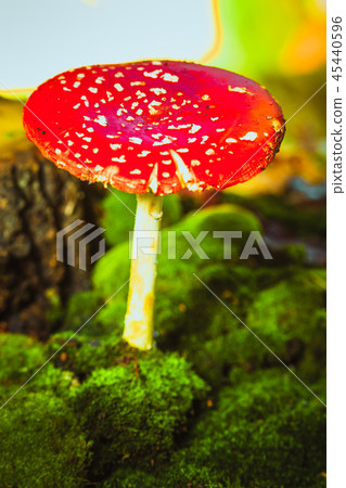 beautiful red with white spots mushroom on moss 45440596