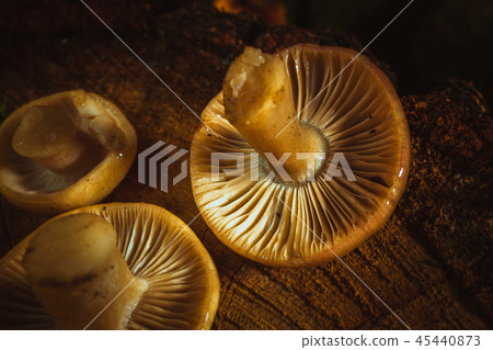mushrooms russula close up on a stump mushrooms russula close up on a stump 45440873