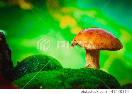 fresh brown cap boletus mushroom on moss in rain fresh brown cap boletus mushroom on moss in rain 45440874