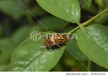 Drone Fly , Eristalinus punctulatus close up Pune Drone Fly , Eristalinus punctulatus close up Pune 45441392