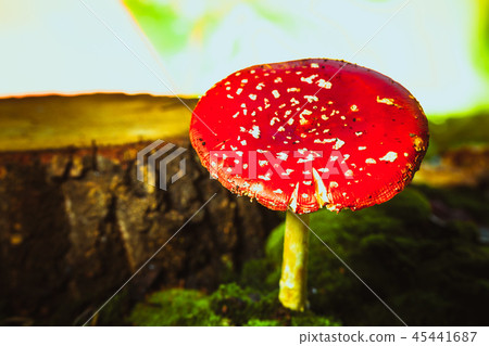 beautiful red with white spots mushroom on moss 45441687