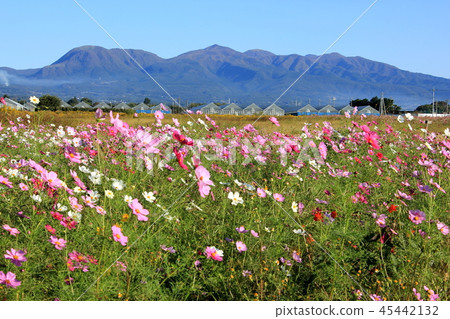 赤城山（群馬縣前橋市）波斯菊田 45442132