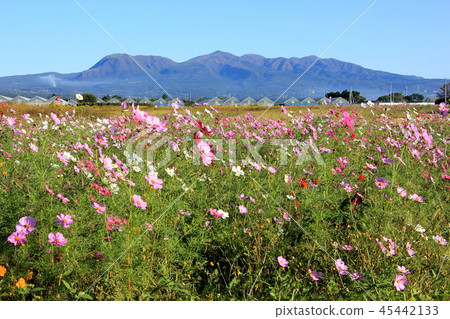 從波斯菊田看到的赤城山（群馬縣前橋市） 45442133