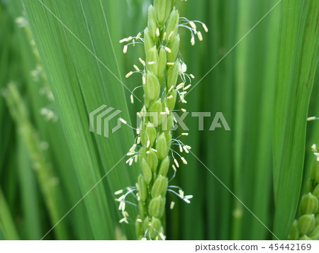 米花 米花 45442169