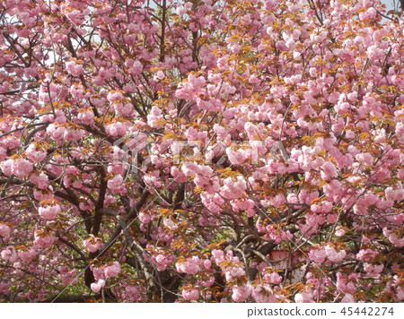 Cherry blossoms in full bloom Cherry blossoms in full bloom 45442274