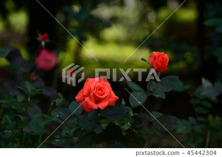 Autumn roses 45442304