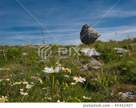 Flower meadow in front of a big rock in Ireland Flower meadow in front of a big rock in Ireland 45442487
