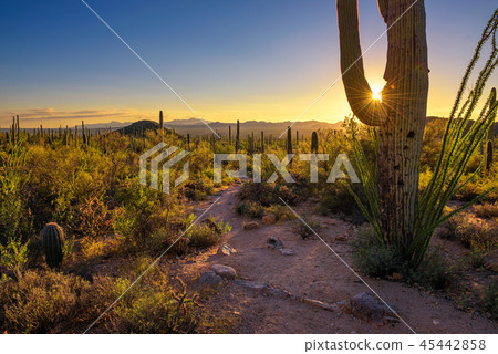 Sunset in Saguaro National Park in Arizona Sunset in Saguaro National Park in Arizona 45442858