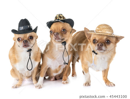 chihuahuas in studio chihuahuas in studio 45443100