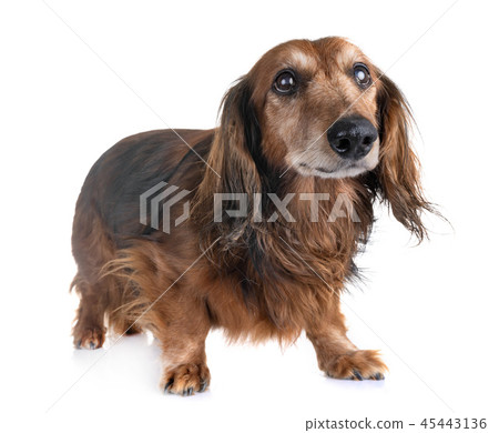 old dachshund in studio 45443136