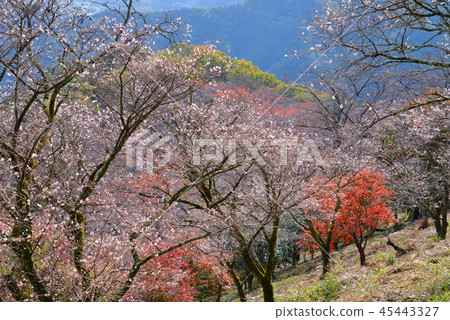 Sakurayama Park where winter cherry blossoms bloom 45443327