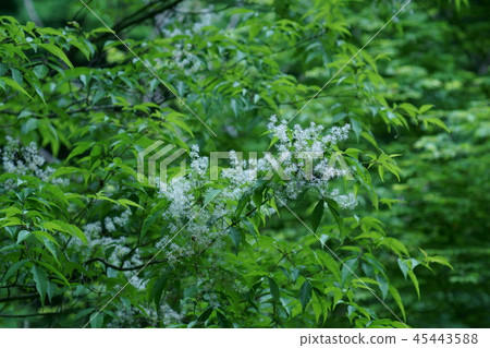 Aoimo Aodamo Flower語言是“快樂的日子” 45443588