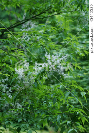 Aoimo Aodamo Flower語言是“快樂的日子” 45443589