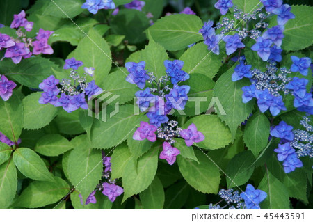 Sanyo Hana雙面甜茶花語言是“慶典杯” Sanyo Hana雙面甜茶花語言是“慶典杯” 45443591