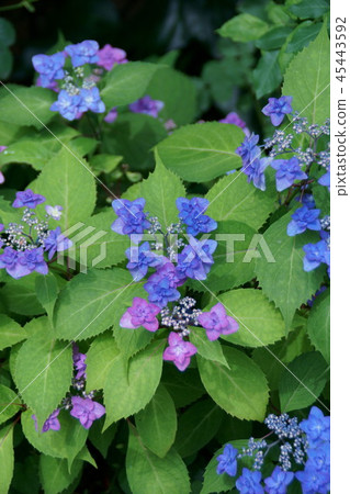 Sanyo Hana雙面甜茶花語言是“慶典杯” 45443592