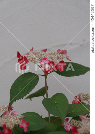 Yamahydrangea深紅色（Kurenai）花語“嚴肅的愛” 45443597