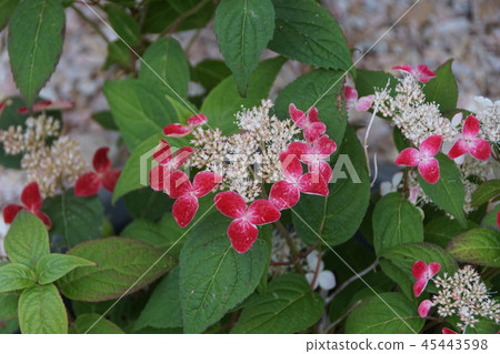 Yamahydrangea深紅色（Kurenai）花語“嚴肅的愛” 45443598
