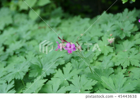 天竺葵宏觀節奏花語言 不變的信任 照片素材 圖片 圖庫