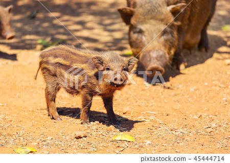 Pig Pig 45444714