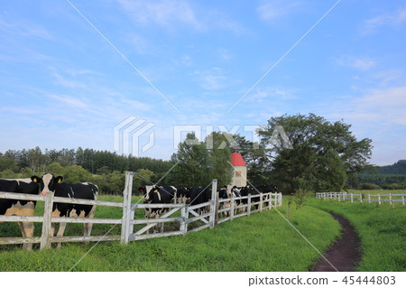 Hokkaido Obihiro Yachiyo Ranch cute cow Hokkaido Obihiro Yachiyo Ranch cute cow 45444803