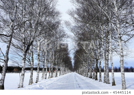  White birch trees 45445114