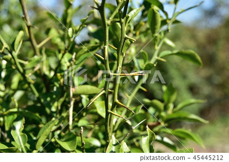 Yuzu leaf thorn 45445212