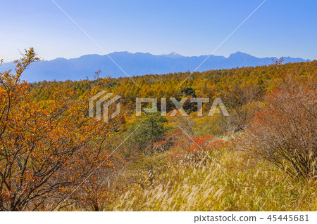 [Kanashi, Yamanashi Prefecture] Landscape of the autumn Kiyosato Kogen / Beautiful forest 45445681