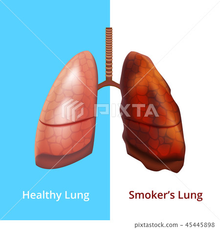 Realistic Detailed 3d Human Lungs Internal... - Stock Illustration ...