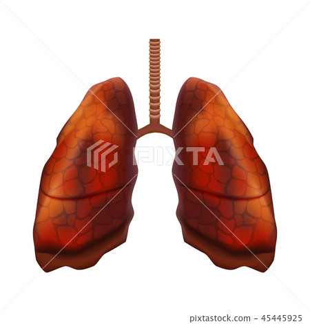 Realistic Detailed 3d Human Lungs Internal Organ. Vector Realistic Detailed 3d Human Lungs Internal Organ. Vector 45445925