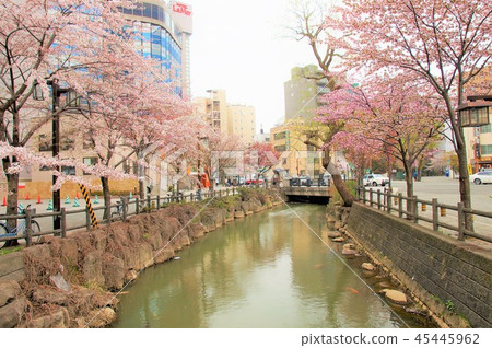 在Yusu河的一排櫻花樹 45445962