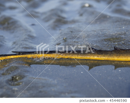黃貂魚黃貂魚 黃貂魚黃貂魚 45446590