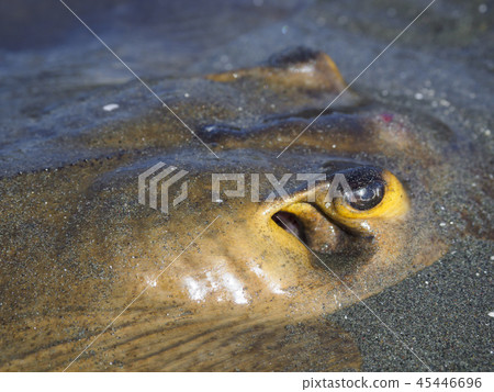 黃貂魚頭 45446696