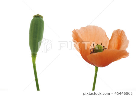 Nagamishiba flower Nagamishiba flower 45446865
