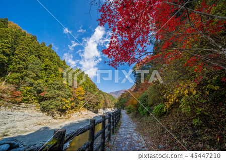 Autumn leaves near Izunozu Bridge (Saiyotaniyama Village, Miyoshi City, Tokushima Prefecture) 45447210