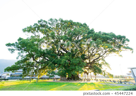 Kamo no Kus (Tokushima prefecture east Miyoshi town) 45447224