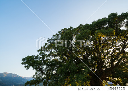 Kamo no Kus (Tokushima prefecture east Miyoshi town) 45447225