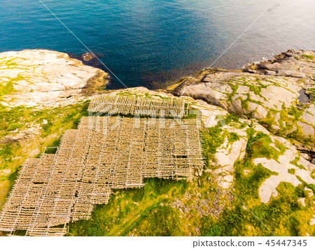Cod stockfish drying on racks, Lofoten Norway 45447345