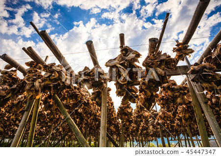 Cod stockfish drying on racks, Norway Cod stockfish drying on racks, Norway 45447347