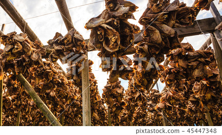 Cod stockfish drying on racks, Norway Cod stockfish drying on racks, Norway 45447348