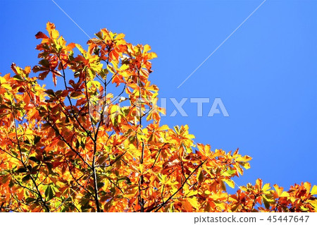 Yellow leaf of autumn leaves Yellow leaf of autumn leaves 45447647