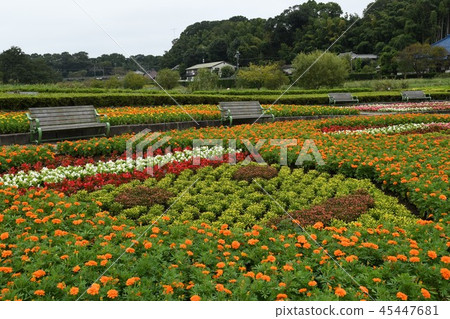 花壇，臉模式 45447681