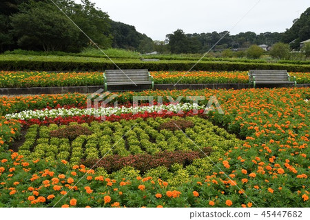 花壇,臉模式 花壇,臉模式 45447682