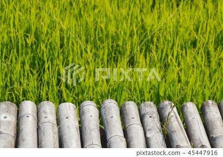 bamboo bridge on paddy field in Thailand countrysi bamboo bridge on paddy field in Thailand countrysi 45447916