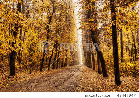 tree-lined avenue in autumn 45447947