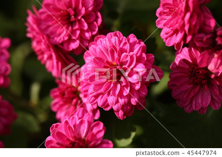 菊花 菊花 45447974