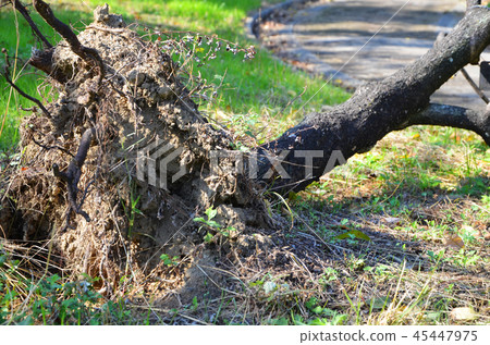 大阪城公園遭受嚴重破壞,例如2018年21號颱風倒下的樹木 大阪城公園遭受嚴重破壞,例如2018年21號颱風倒下的樹木 45447975