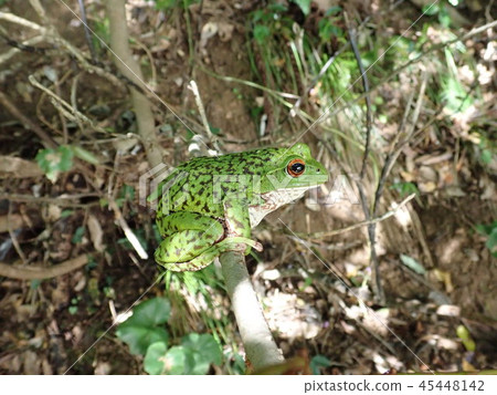 Moria鷗青蛙 45448142