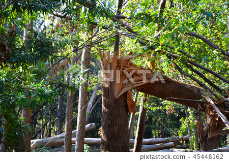 Osaka Castle Park suffered severe damage such as fallen trees in 2018 Typhoon No. 21 45448162