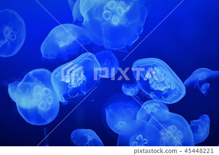 Jellyfish from the Hiroshima Marijo Aquarium Jellyfish from the Hiroshima Marijo Aquarium 45448221